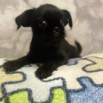 Christmas-male-Belgian-Griffon-puppy-for-sale-1 (3)