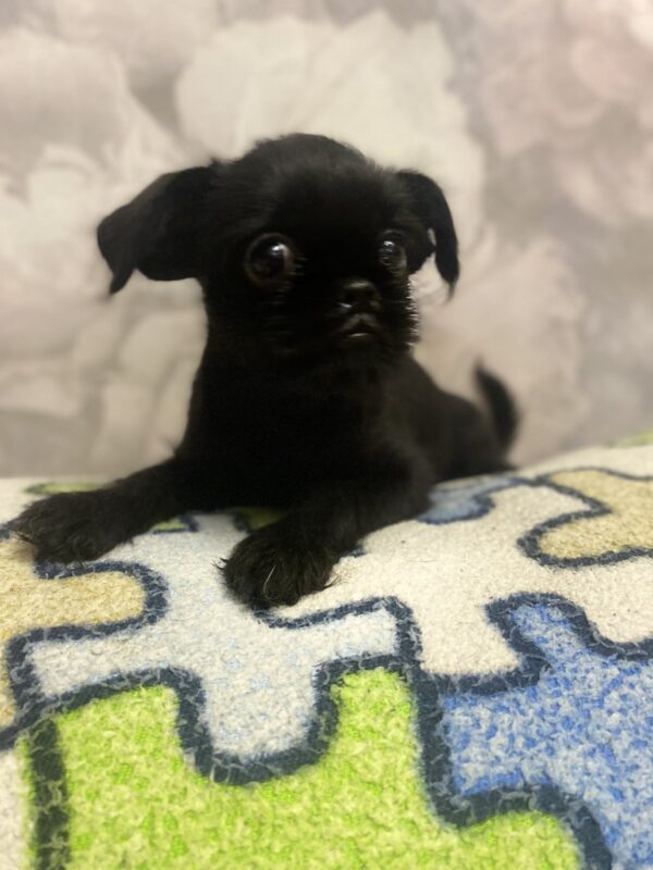 Christmas Brussels Griffon Christmas Brussels Griffon