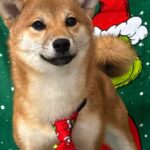 Ciry-female-Shiba-puppy-for-sale-1