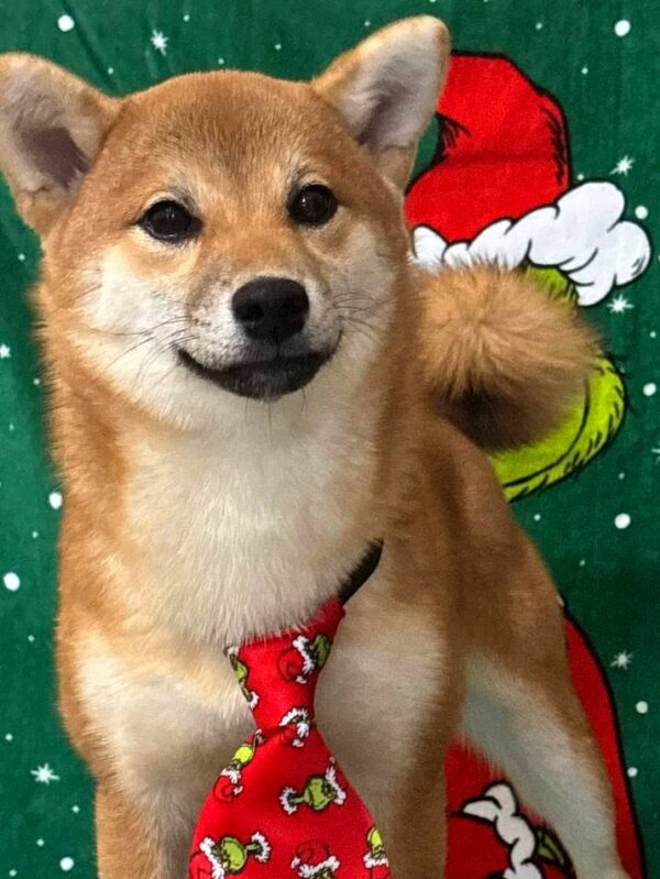 Ciry Shiba Inu Ciry Shiba Inu