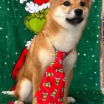 Ciry-female-Shiba-puppy-for-sale-2