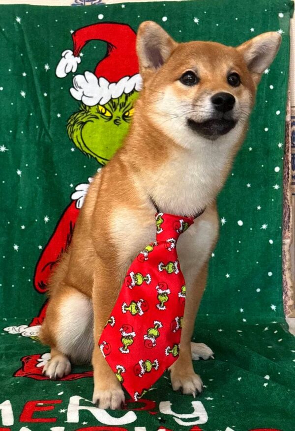 Ciry Shiba Inu Ciry Shiba Inu