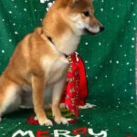 Ciry-female-Shiba-puppy-for-sale-3