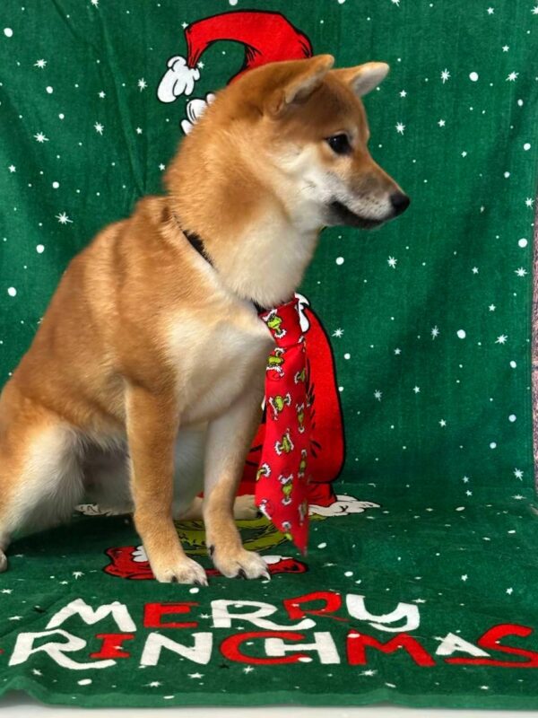 Ciry Shiba Inu Ciry Shiba Inu