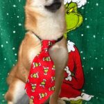 Ciry-female-Shiba-puppy-for-sale-4