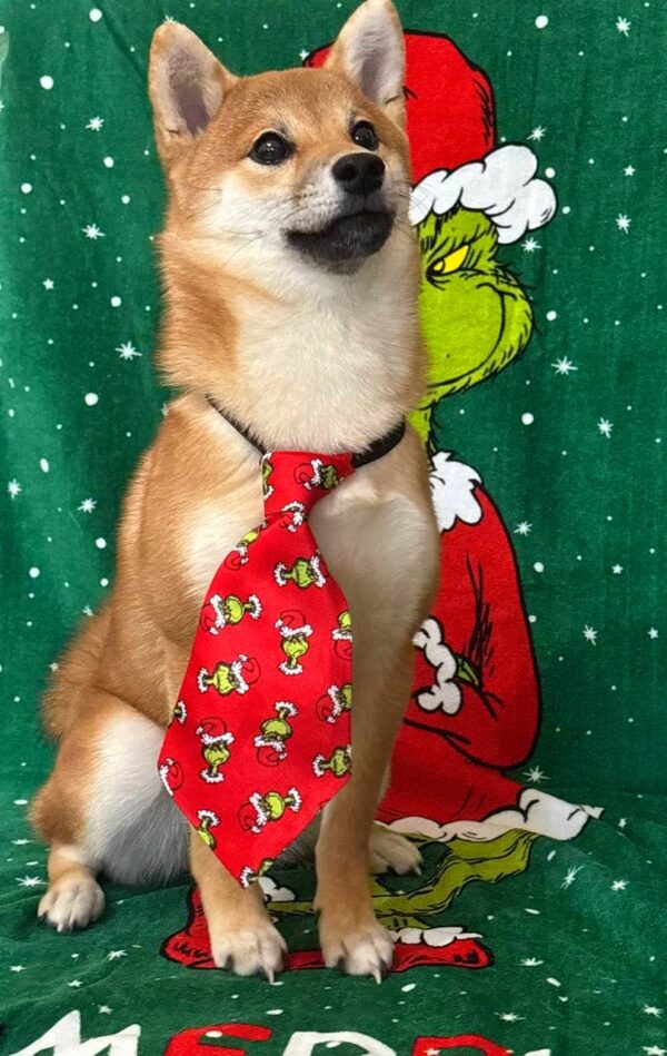 Ciry Shiba Inu Ciry Shiba Inu