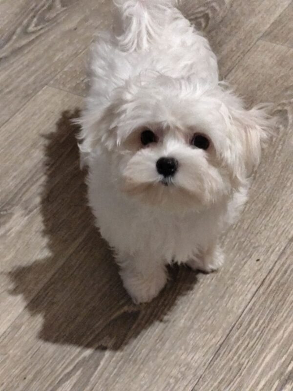 Ceylon Maltese Ceylon Maltese