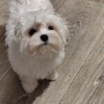 Citron-male-maltesse-puppy-for-sale-1 (2)