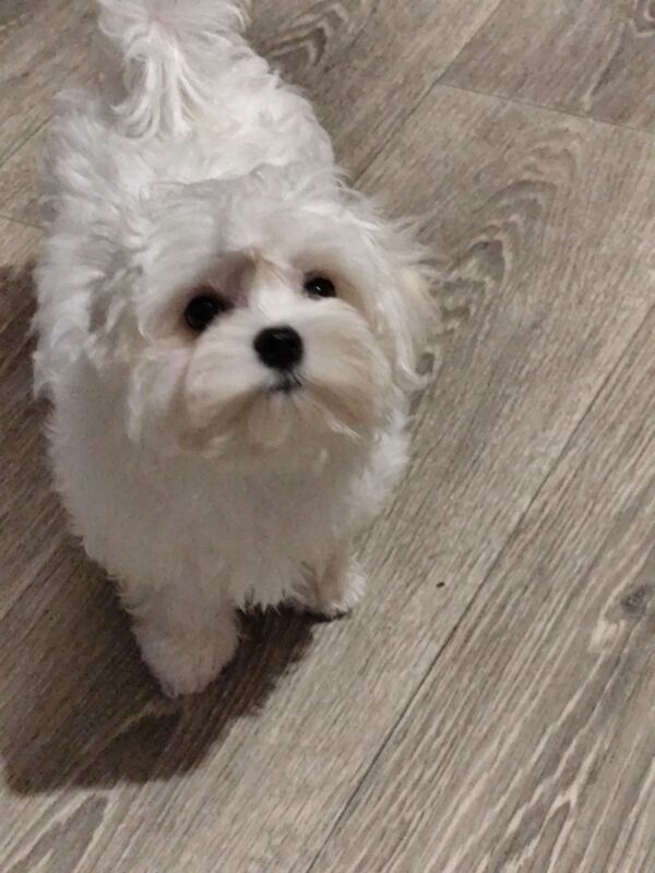 Ceylon Maltese Ceylon Maltese