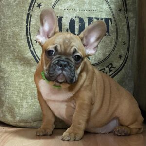 Cooper French Bulldog Cooper French Bulldog