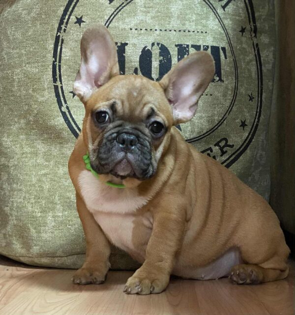 Cooper French Bulldog Cooper French Bulldog