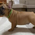 Cooper-male-french-bulldog-puppy-for-sale-1 (2)