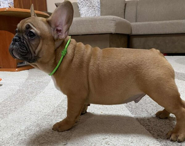 Cooper French Bulldog Cooper French Bulldog