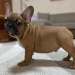 Cooper-male-french-bulldog-puppy-for-sale-1 (3)