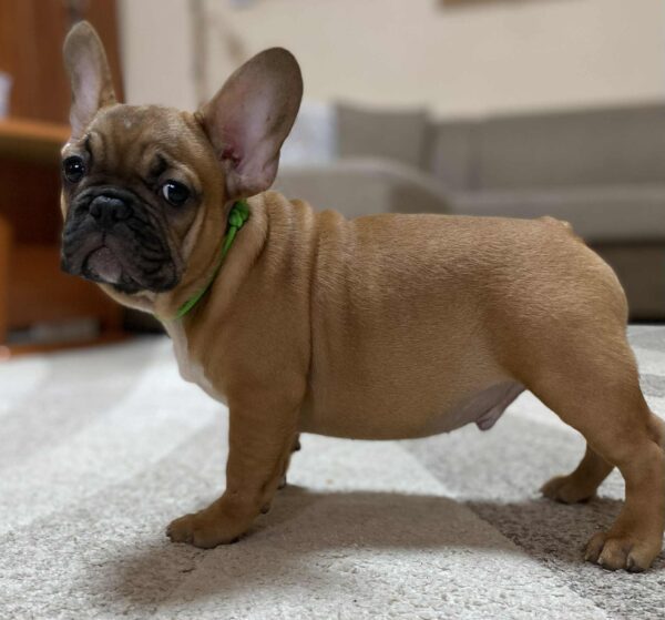 Cooper French Bulldog Cooper French Bulldog