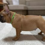 Cooper-male-french-bulldog-puppy-for-sale-1 (4)