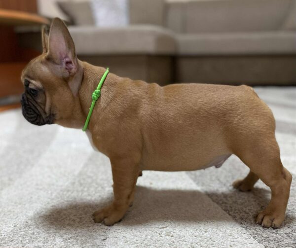 Cooper French Bulldog Cooper French Bulldog