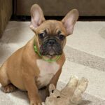 Cooper-male-french-bulldog-puppy-for-sale-1 (6)
