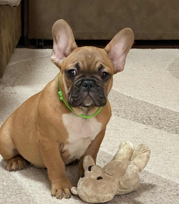 Cooper French Bulldog Cooper French Bulldog