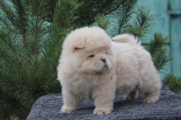 Da Vinci Chow-Chow Da Vinci Chow-Chow