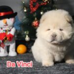 Da-Vinci-male-chow-chow-puppy-for-sale-1 (1)