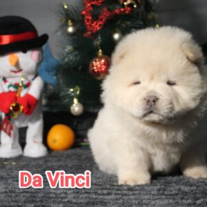 Da Vinci Chow-Chow