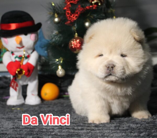 Da Vinci Chow-Chow