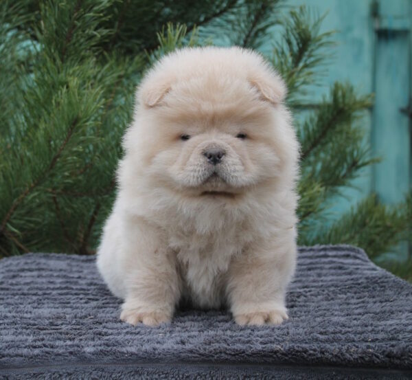 Da Vinci Chow-Chow Da Vinci Chow-Chow