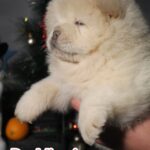 Da-Vinci-male-chow-chow-puppy-for-sale-1 (2)