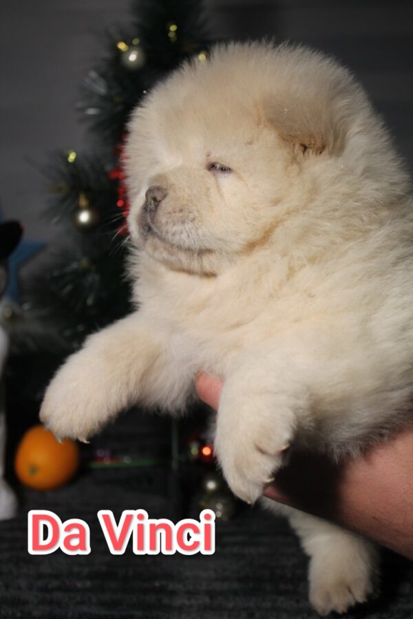 Da Vinci Chow-Chow