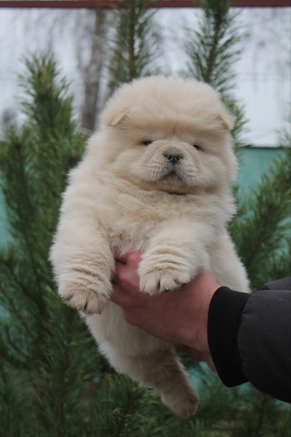 Da Vinci Chow-Chow Da Vinci Chow-Chow