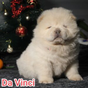 Da Vinci Chow-Chow