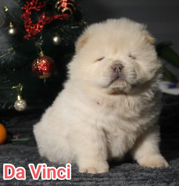Da Vinci Chow-Chow