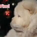 Da-Vinci-male-chow-chow-puppy-for-sale-1 (4)