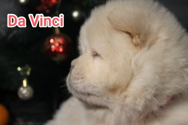 Da Vinci Chow-Chow