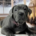 Daisy-female-Corso-puppy-for-sale-1