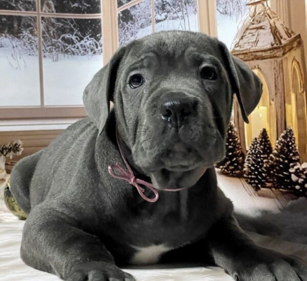 Daisy Cane Corso Daisy Cane Corso