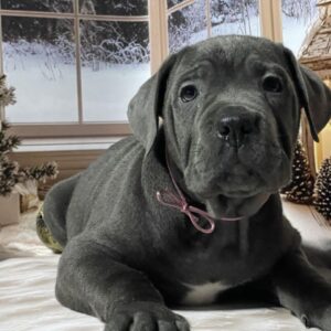 Daisy Cane Corso Daisy Cane Corso