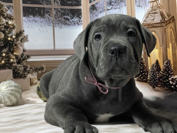 Daisy Cane Corso Daisy Cane Corso