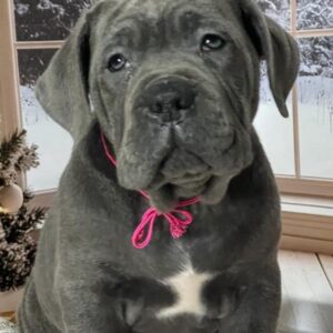 Dakota Cane Corso Dakota Cane Corso