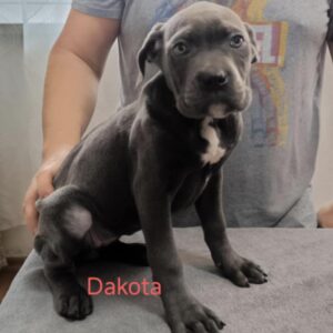 Dakota Cane Corso Dakota Cane Corso