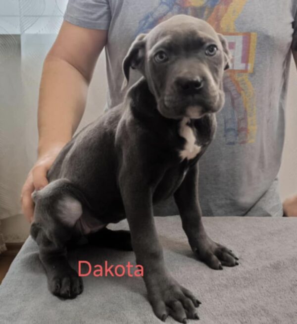 Dakota Cane Corso Dakota Cane Corso