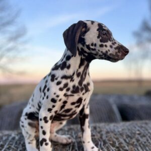 Dante Dalmatian Dante Dalmatian