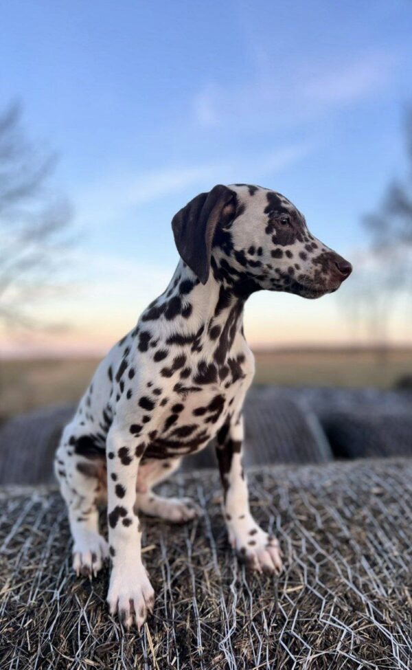 Dante Dalmatian Dante Dalmatian