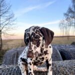 Dante-male-Dalmatian-puppy-for-sale-2