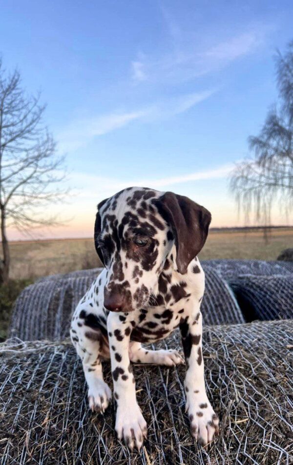 Dante Dalmatian Dante Dalmatian