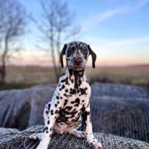 Dante Dalmatian Dante Dalmatian