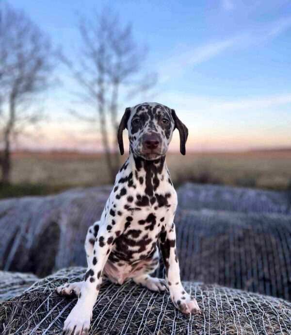 Dante Dalmatian Dante Dalmatian