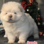 Darvin-male-chow-chow-puppy-for-sale-1 (1)