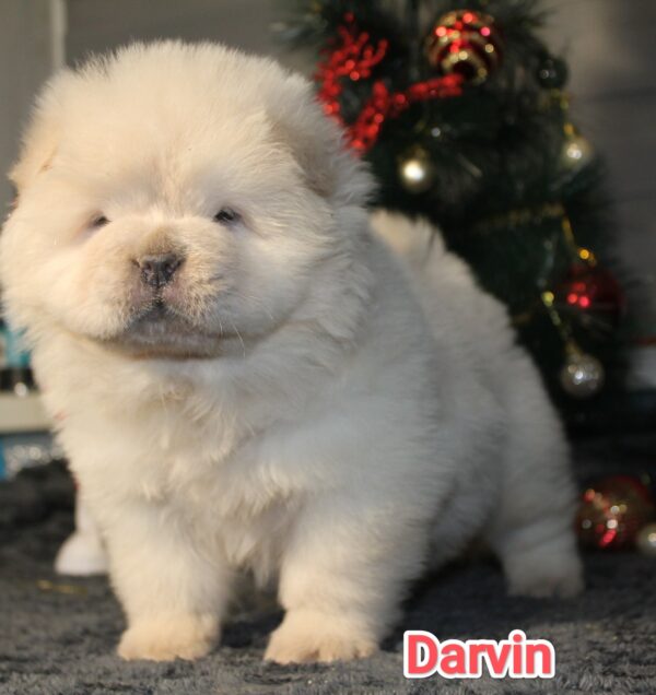 Darvin Chow-Chow